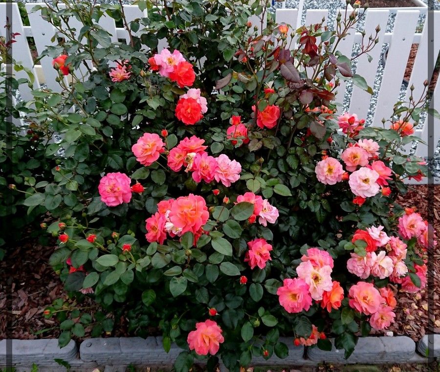 Morning Sun róże rabatowe